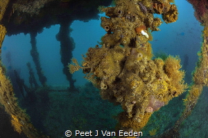 New Home
PMB is a sunken minesweeper to form an artifici... by Peet J Van Eeden 